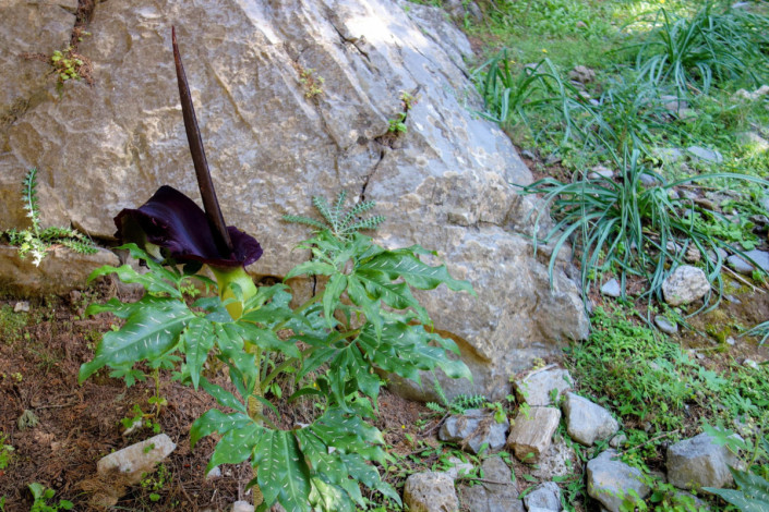 Die Drachenwurz, eine der größten Blüten Europas, blüht in der Samaria-Schlucht auf Kreta, Griechenland