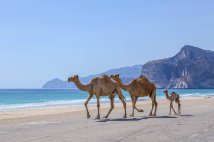 Auch Dromedare wissen die herrliche Kulisse des Mughsayl Strandes für einen Familien-Ausflug zu schätzen, Oman