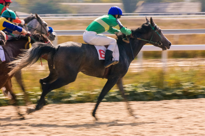 Der Qatar Racing & Equestrian Club im Süden Dohas ist die erste Destination in Katar, um die Besten und Edelsten aller Araberpferde in Aktion zu sehen