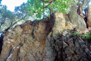 Entlang der steilen Wände der Imbros Schlucht auf Kreta, Griechenland, lohnt sich hin und wieder ein Blick auf die teils üppige Vegetation - © FRASHO / franks-travelbox