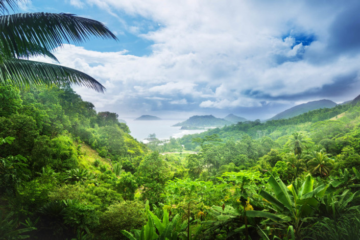 Der Morne Seychellois Nationalpark auf Mahé beherbergt eine faszinierende Pflanzenwelt, die durch die Abgeschiedenheit der Seychellen weltweit einzigartig ist