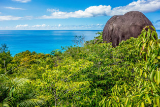 Die Pflanzenwelt im Morne Seychellois Nationalpark reicht von Mangrovenwäldern in den Küstenregionen bis zu dichtem Bergregenwald an den Hängen des Morne Seychellois