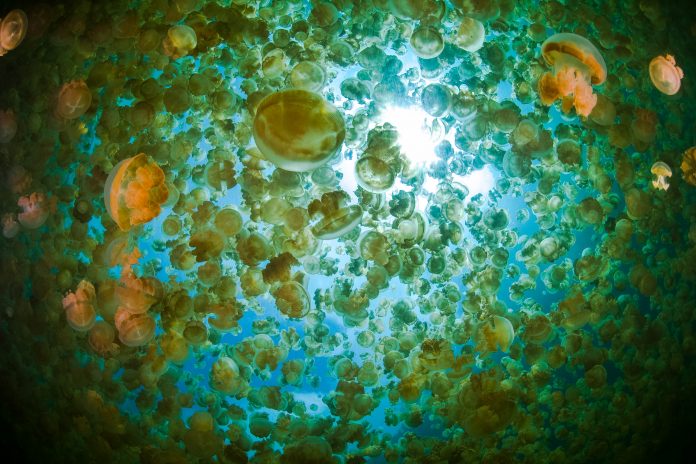 Im unter Tauchern weltberühmte Jellyfish Lake auf den Rock Islands in Palau tummeln sich Millionen von Quallen - © Ethan Daniels / Shutterstock