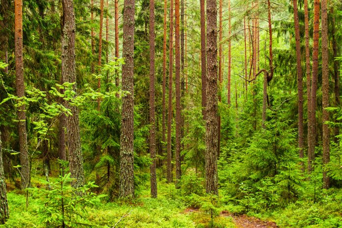 Im Nationalpark Belaweschskaja Puschtscha  in Europas letztem Urwald ist eine fantastische Flora und Fauna erhalten geblieben, Weißrussland  - © Neirfy / Shutterstock