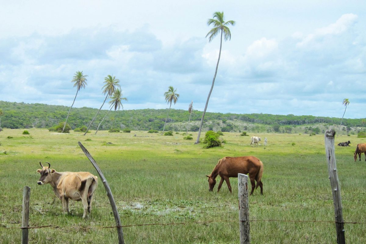Auf der idyllischen Reise entlang der Linha Verde an der Ostküste Brasiliens trifft man auf friedlich weidendes Vieh - © FRASHO / franks-travelbox