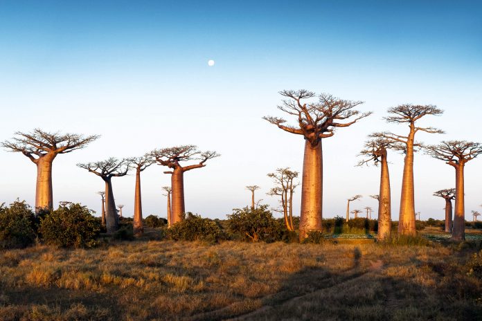 Die Baobab-Allee ist knapp 45 Autominuten von Morondova entfernt, die Baobabs säumen die buckelige Straße wie mächtige Wächter, Madagaskar - © Nazzu / Fotolia