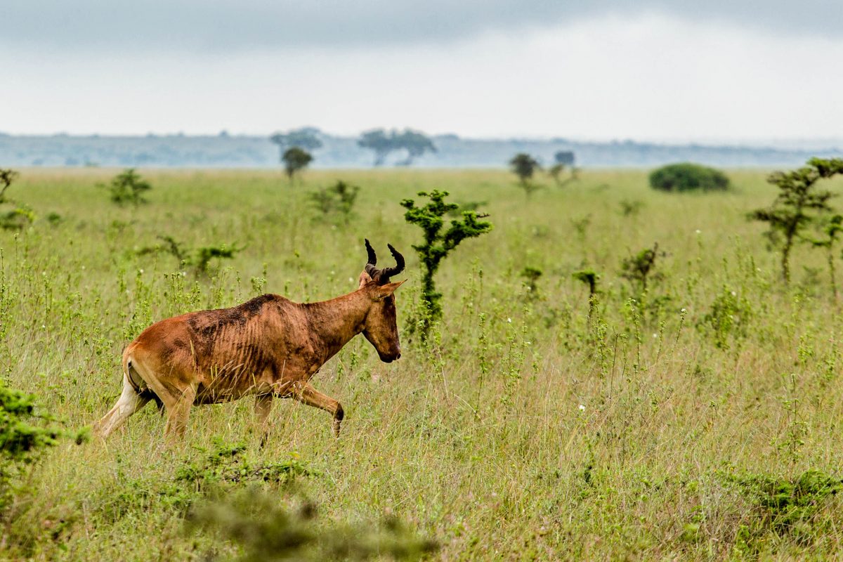 Der Nairobi-Nationalpark ist der einzige Nationalpark der Welt, der in derartiger Nähe zu einer Großstadt liegt, Kenia - © Dereje / Shutterstock