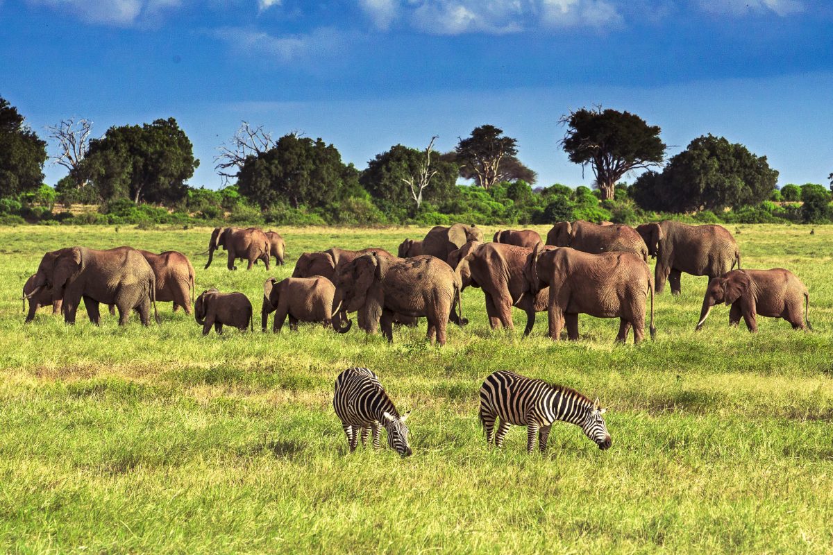 Die Landschaft im Tsavo-Ost-Nationalpark ist nicht so abwechslungsreich wie die des Tsavo-West und besteht zum Großteil aus Dornbuschsavanne, Kenia - © Andrzej Kubik / Shutterstock