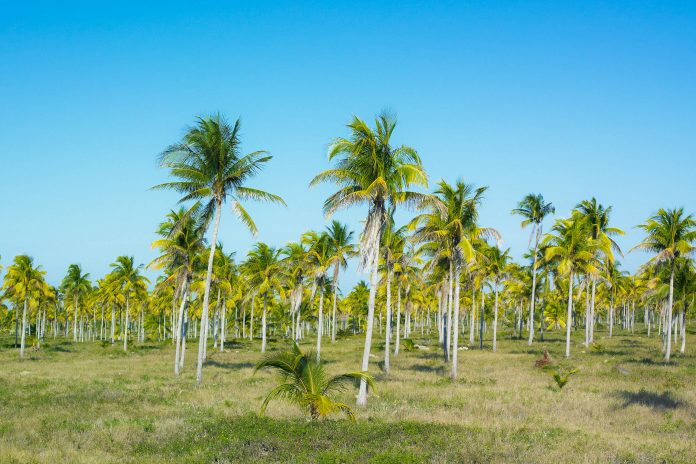 Palmen im Nationalpark Desembarco del Granma, Kuba - © PHB.cz (Richard Semik) / Shutterstock