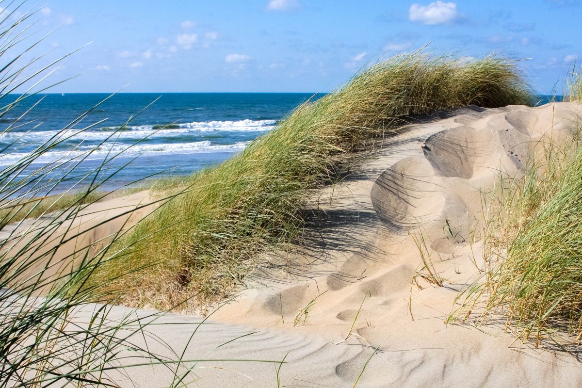 Dünenlandschaft an der Nordseeküste der Niederlande - © natas / Shutterstock