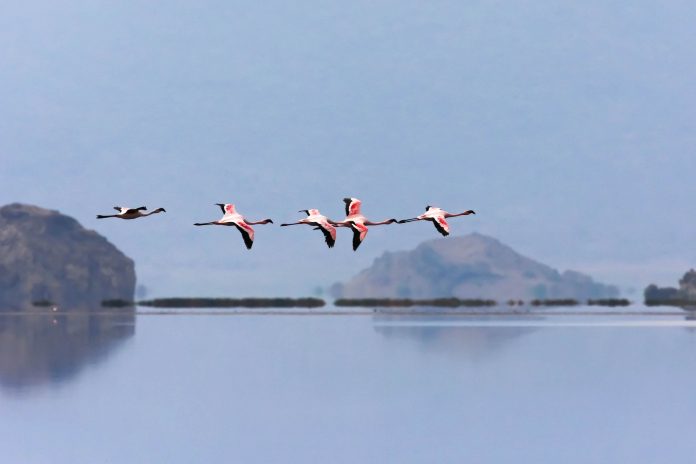 Flamingos fliegen über den Lake Natron in Tansania  - © Pierre-Jean Durieu / Shutterstock