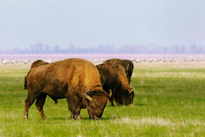 Eine grasende Gruppe von Bisons im Naturschutzgebiet Askania Nowa im Süden der Ukraine  - © joyfull / Shutterstock
