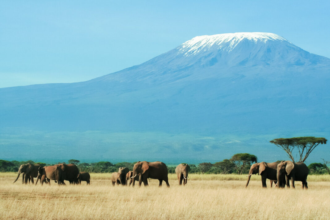 Der Amboseli-Nationalpark in Kenia am Fuß des Kilimandscharo ist der beste Ort, um Elefanten in ihren völlig natürlichen Famlienbündnissen zu beobachten - © Graeme Shannon/Shutterstock