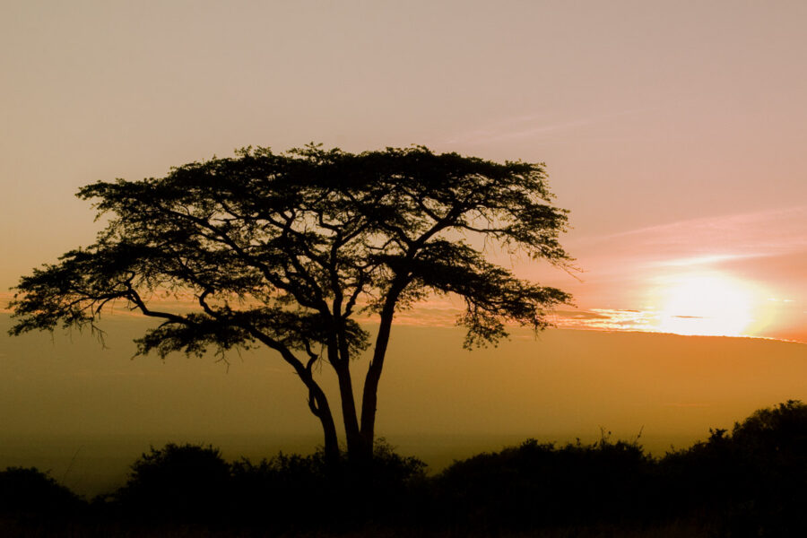 Nur 7km von der Hauptstadt Kenias entfernt findet man im Nairobi Nationalpark die perfekte afrikanische Idylle - © Africanmoose / Shutterstock