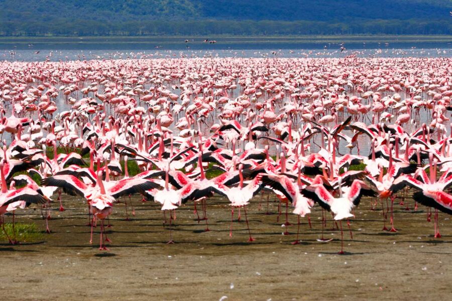 Der Lake-Nakuru im gleichnamigen Nationalpark ist die Heimat von über 2 Millionen Flamingos, die den Nakurusee wie eine flauschige rosa Decke überziehen, Kenia - © MARCO MAZZACANI / Fotolia