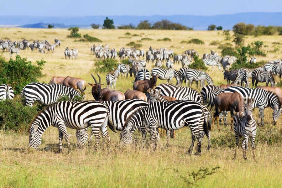 Einmal im Jahr von Juli bis Oktober ziehen Millionen von Tieren von der südlichen Serengeti und der Ngorongoro-Ebene bis in die Masai Mara, Kenia - © erichon / Fotolia