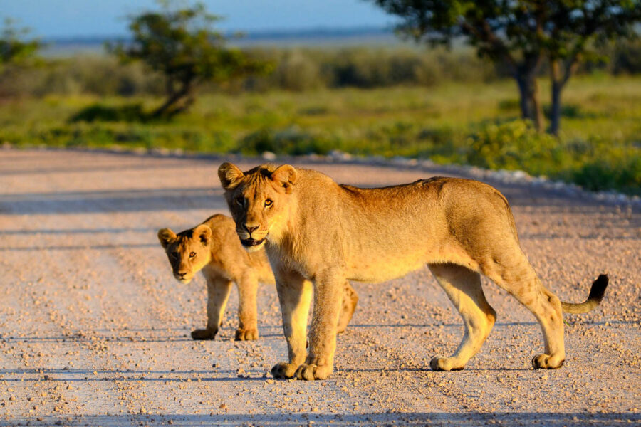 Eine Löwin und ihr Junges überqueren eine Straße im Amboseli-Nationalpark in Kenia - © Karel Gallas / Shutterstock
