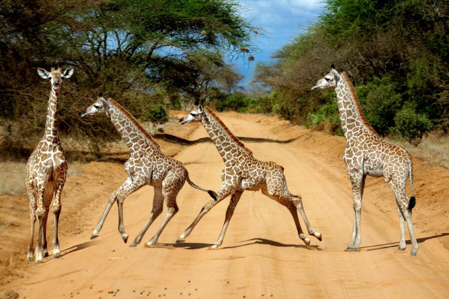 Junge Giraffen galoppieren über eine Straße im Tsavo-Ost-Nationalpark in Kenia - © Jenny Sturm / Shutterstock