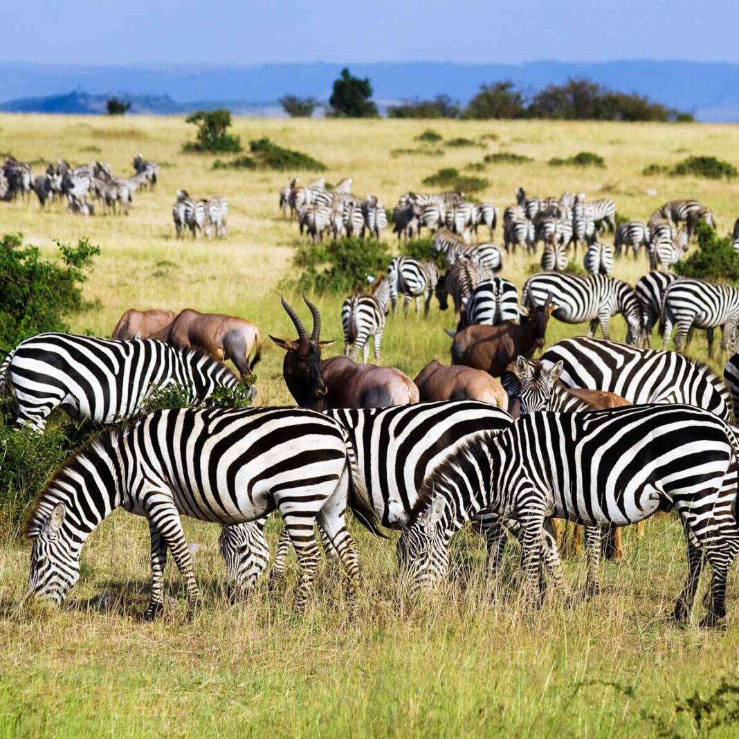 Einmal im Jahr von Juli bis Oktober ziehen Millionen von Tieren von der südlichen Serengeti und der Ngorongoro-Ebene bis in die Masai Mara, Kenia - © erichon / Fotolia