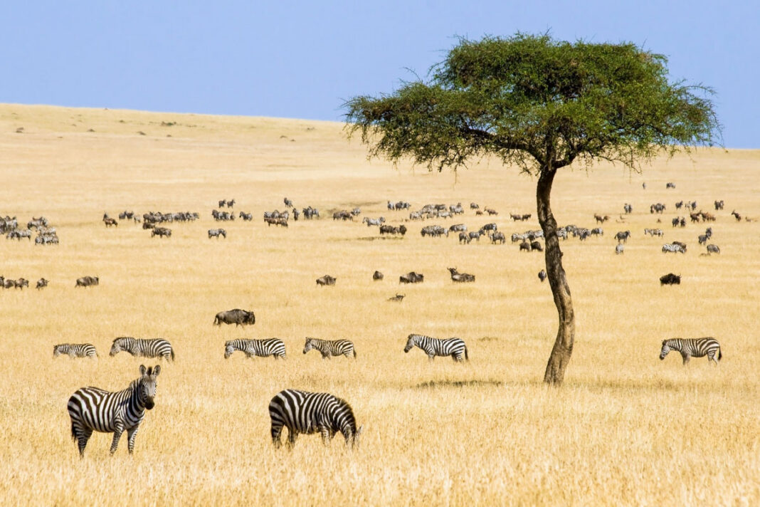 Zebras und Gnus im Masai Mara Wildreservat, Kenia - © erichon / Fotolia