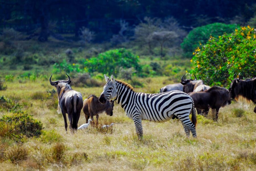Im Creek Island Wildlife Sanctuary auf einer Insel im Naivasha-See gibt es keine Raubtiere und so können Zebras und Gnus in aller Ruhe grasen und von den Besuchern, Kenia - © Oleg Znamenskiy / Shutterstock