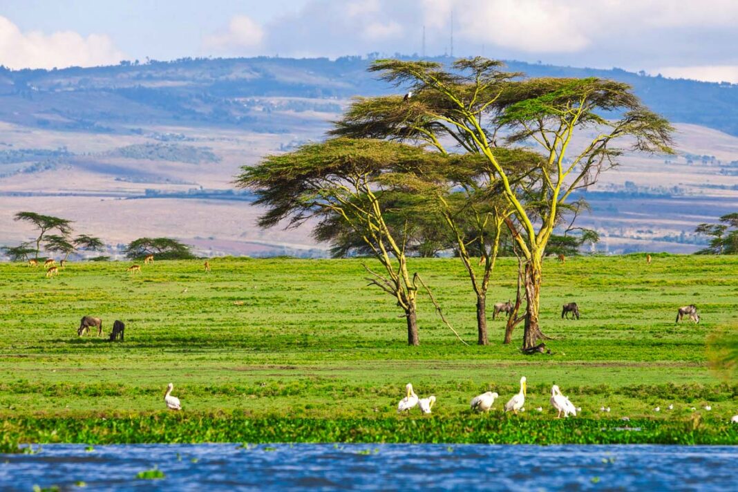 Der Naivasha-See ist einer der beiden Süßwasserseen im Great Rift Valley in Kenia und ein Paradies für Wasservögel und andere Tiere - © Pal Teravagimov / Shutterstock