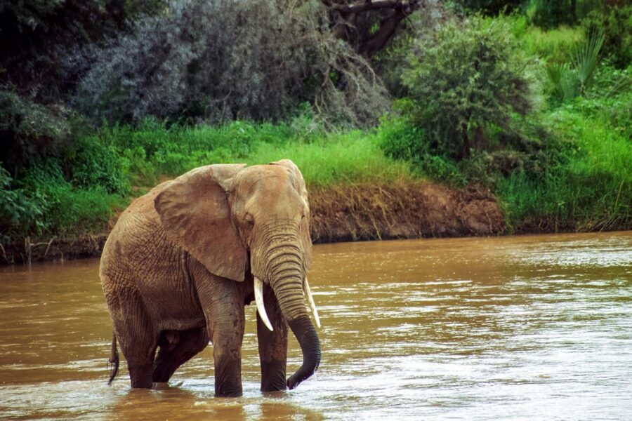 Ein Elefant durchquert den Uaso Nyiro-Fluss, die Lebensader des Samburu-Nationalparks im Norden Kenias - © Attila JANDI / Shutterstock