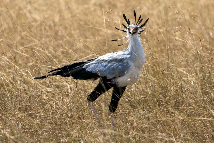 Der Sekretär mit dem charakteristischen Kopfschmuck, die an Schreibfedern erinnern, ist im Samburu-Nationalpark in Kenia zu finden - © Ludmila Yilmaz / Shutterstock