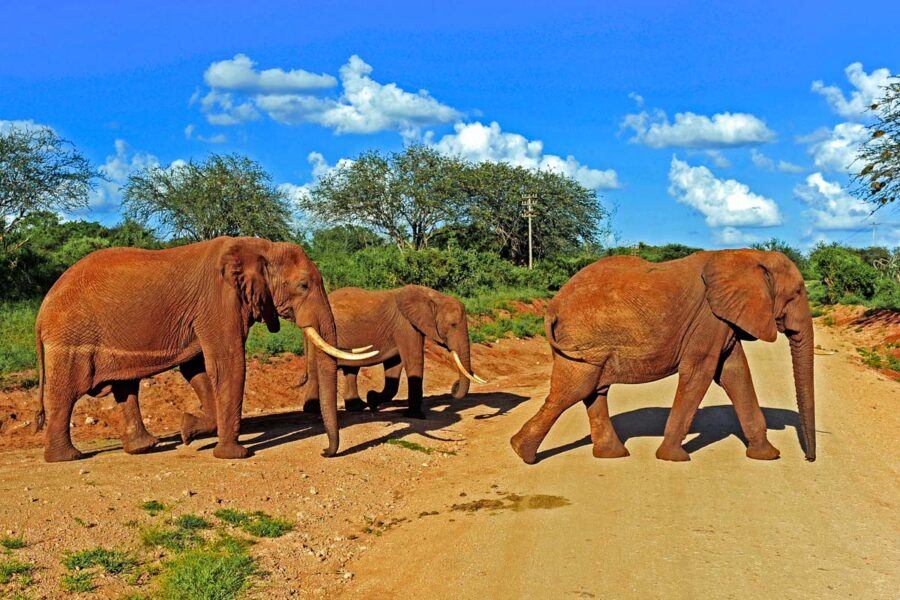 Die Roten Elefanten im Tsavo-Ost-Nationalpark sind nicht wirklich rot, sondern schützen sich mit rotem Staub vor Sonne und Insekten, Kenia - © lewald / Shutterstock