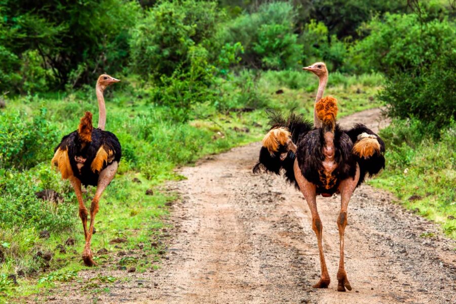 Zwei Strauße auf einer Straße im Tsavo-West-Nationalpark in Kenia - © PHOTOCREO Michal Bednarek/Shutte
