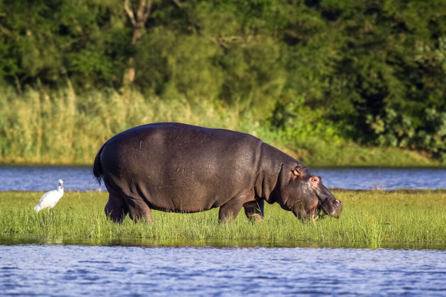 Hippo im iSimangaliso Wetland Park an der Ostküste Südafrikas; der Park zählt seit 1999 zum Weltnaturerbe der UNESCO - © Leon Marais / Shutterstock