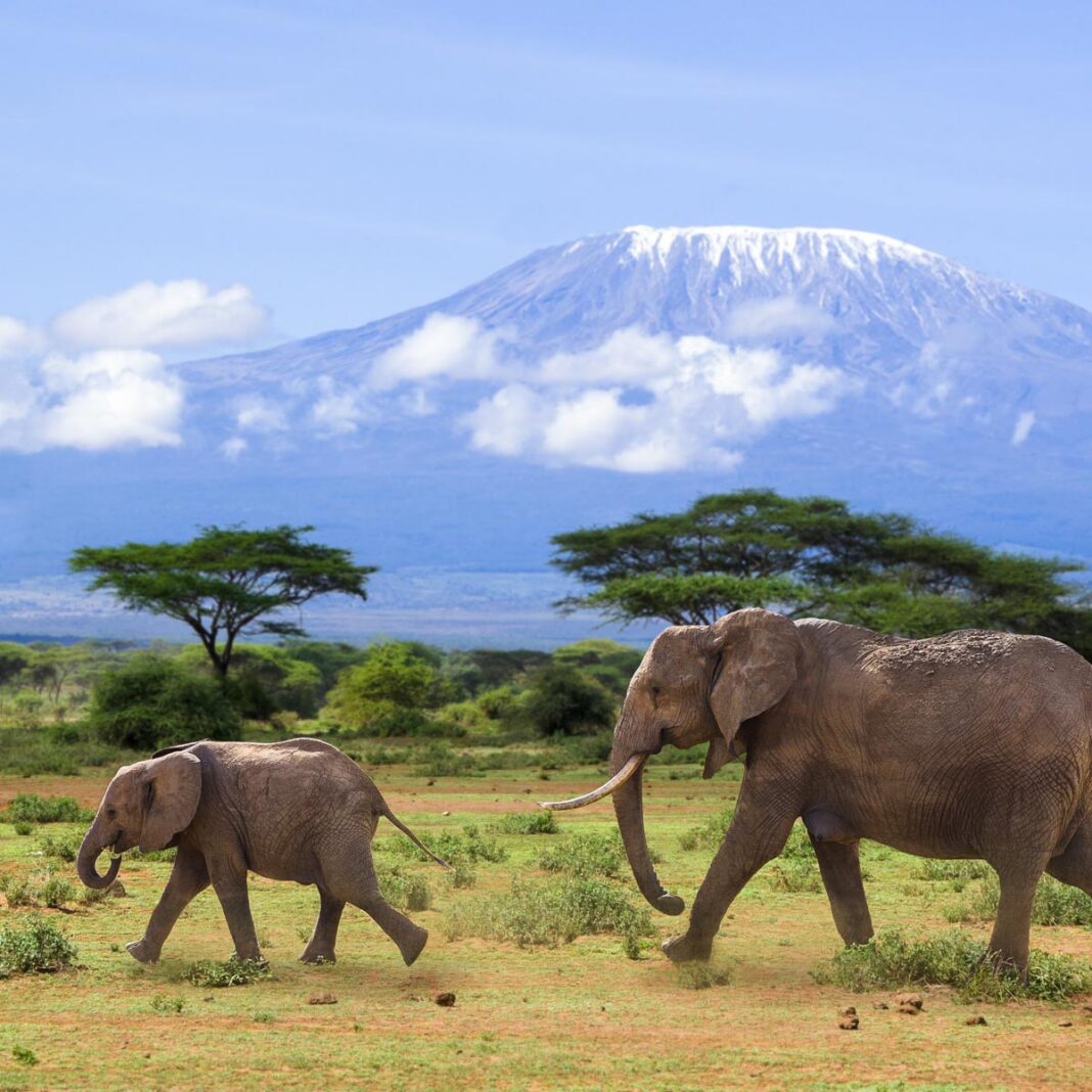 Elefanten vor dem Kilimandscharo, dem höchsten Berg Afrikas, Tansania - © Henry Schmitt / Fotolia