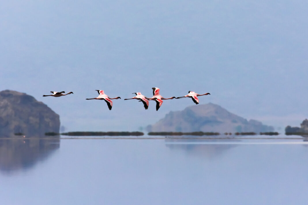 Flamingos fliegen über den Lake Natron in Tansania  - © Pierre-Jean Durieu / Shutterstoc