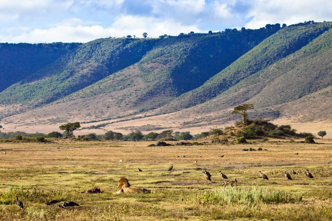 Ein erwachsener männlicher Löwe schützt seine Beute vor den lauernden Aasfressern im Ngorongoro-Krater, Tansania - © Gary C. Tognoni / Shutterstock