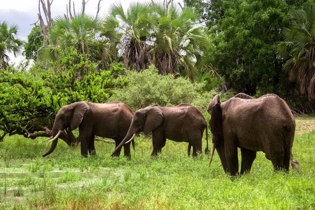 Drei junge Elefantenbullen im Selous Wildreservat in Tansania, dem größten Schutzgebiet Afrikas - © / Shutterstock