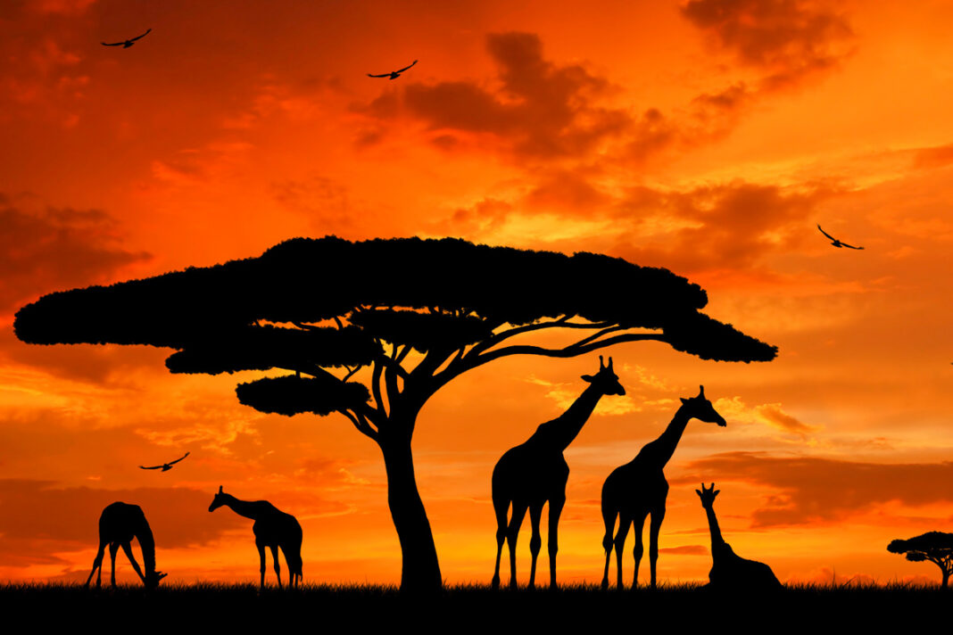 Giraffen bei Sonnenuntergang in der Serengeti - © vencav / Fotolia