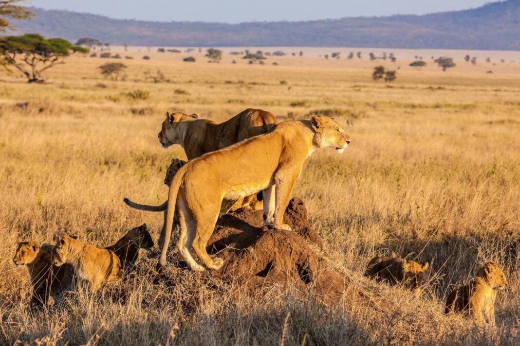 Ein Löwenrudel bereitet sich im Serengeti Nationalpark auf die nachmittägliche Jagd vor, Tansania - © Naturegraphica Stock / Shutterst
