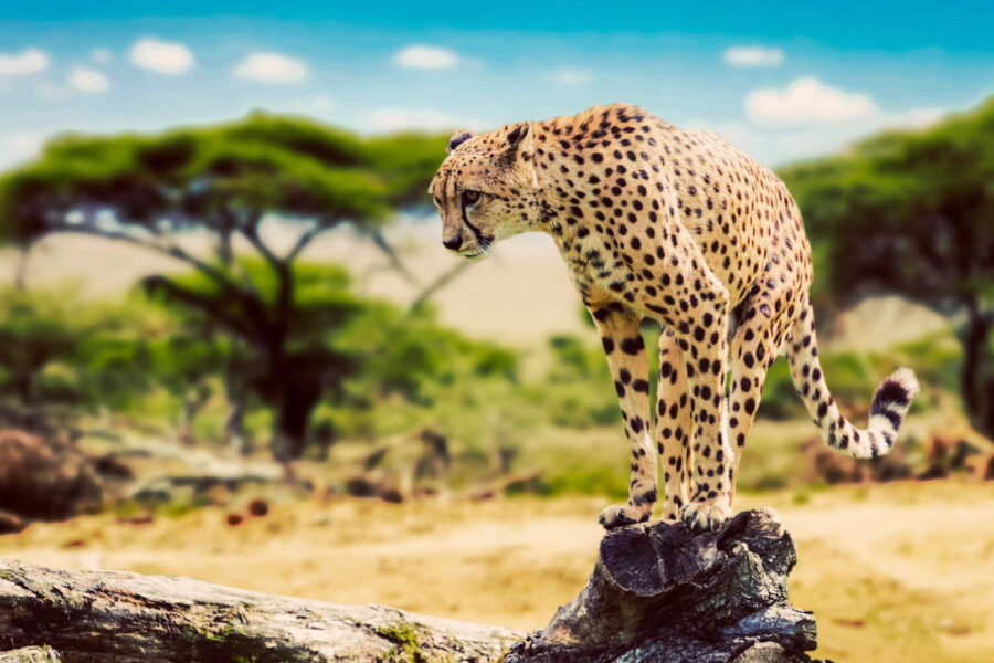 Ein majestätischer Gepard auf der Jagd im Serengeti Nationalpark in Tansania - © PHOTOCREO Michal Bednarek / Shut