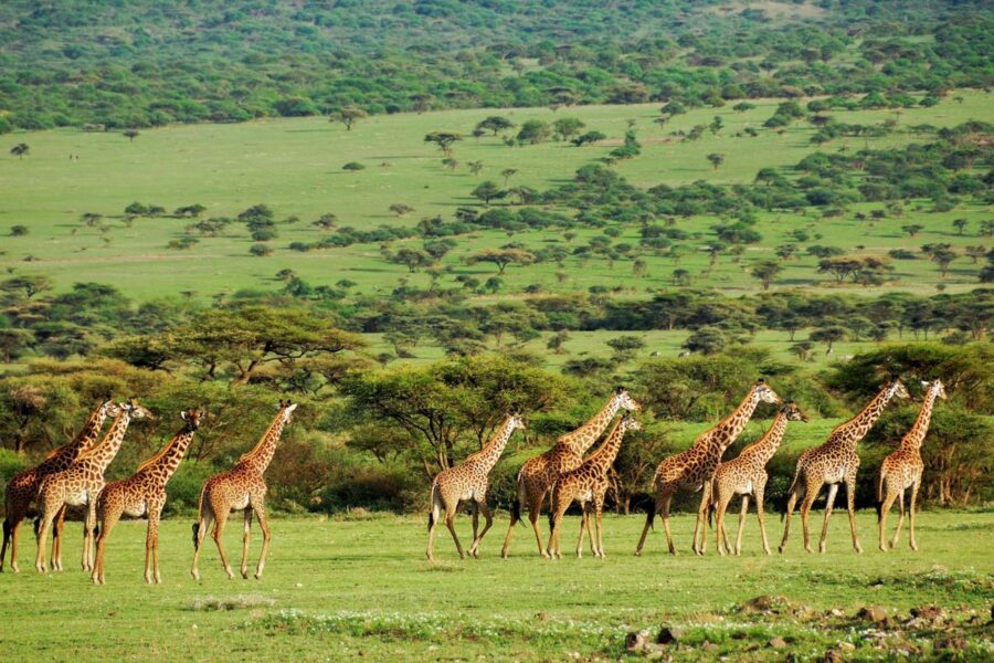 Während der Regenzeit verwandelt sich die Serengeti in eine herrliche Oase aus üppigem Grün, Tansania - © Oleg Znamenskiy / Shutterstock