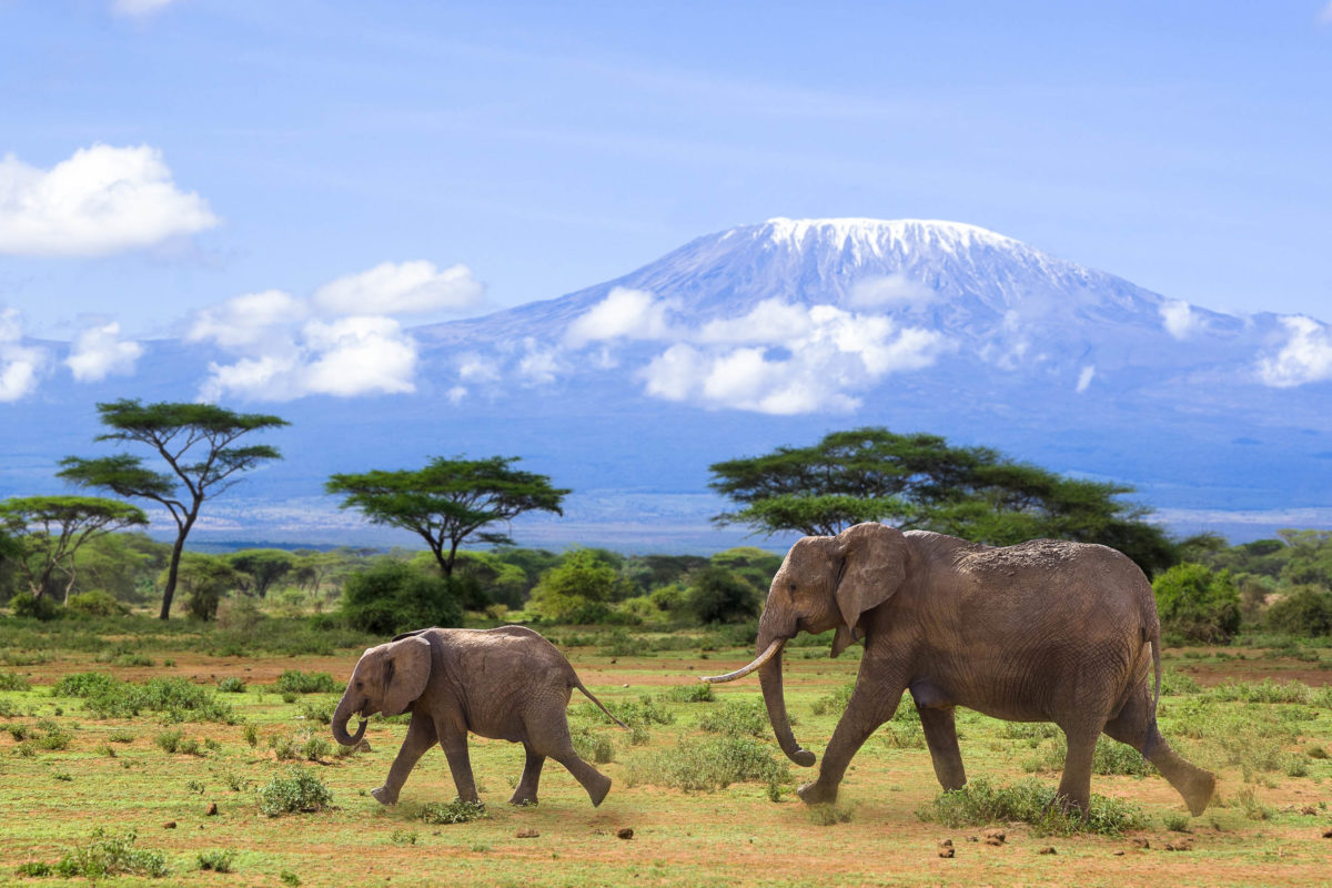 Éléphants devant le Mont Kilimandjaro, la plus haute montagne d'Afrique, Tanzanie - © Henry Schmitt / Fotolia