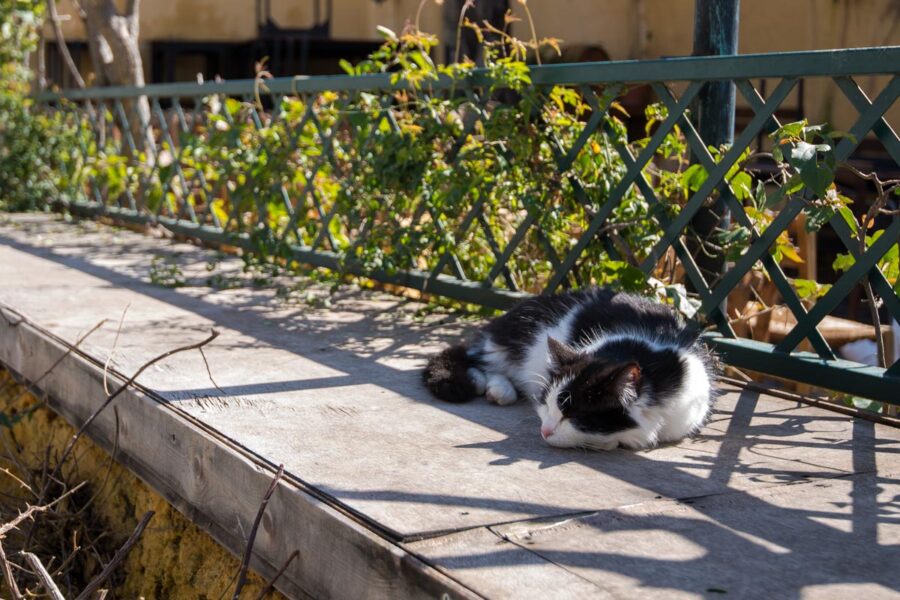 Katzen gehören zum Stadtbild von Anafiótika ebenso dazu wie die niedrig ummauerten Gärten und die bunten Türen, Athen, Griechenland  - © James Camel / franks-travelbox