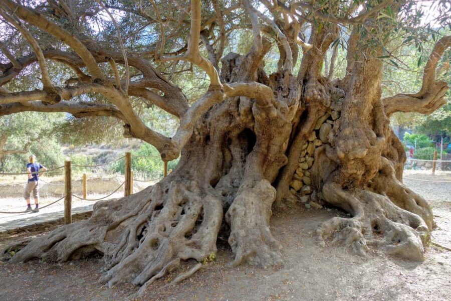 Der Stammumfang des Olivenbaums bei Kavousi auf Kreta, Griechenland, wächst seit über 3.000 Jahren und beträgt mittlerweile fast 5 Meter - © FRASHO / franks-travelbox