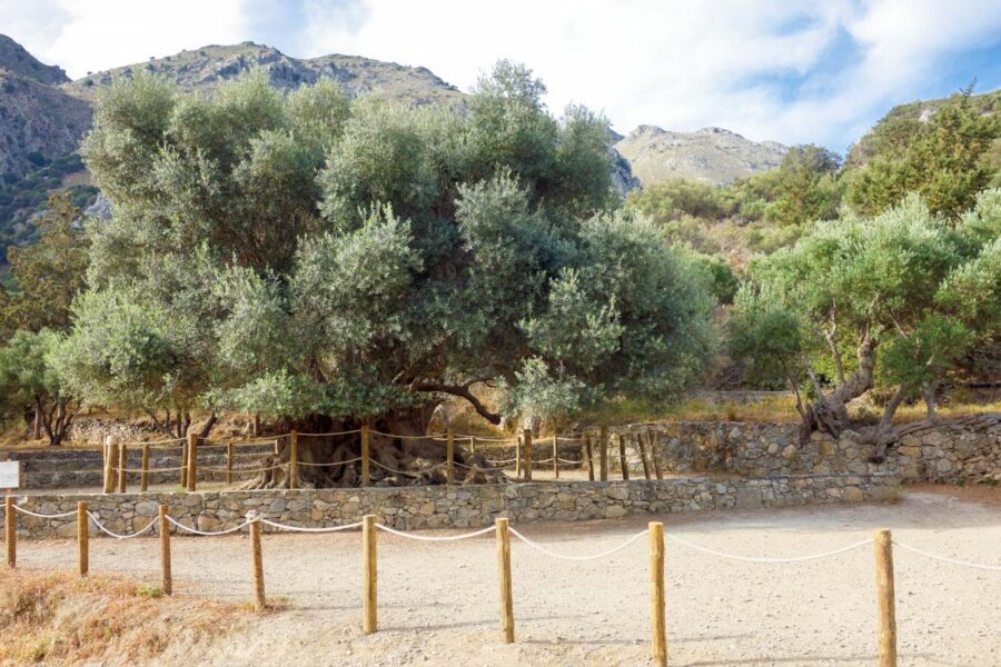 Nahe der Ortschaft Kavousi im Osten und bei Ano Vouves im Westen von Kreta, Griechenland, stehen die wohl ältesten Olivenbäume der Wel - © FRASHO / franks-travelbox
