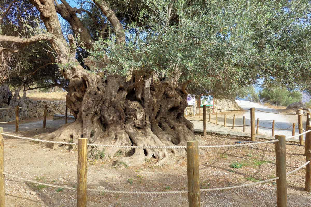 Der gewaltige Olivenbaum bei Kavousi auf Kreta, Griechenland, wird auf ein unglaubliches Alter von 3.250 Jahren geschätzt