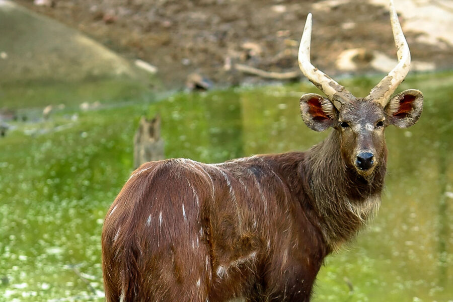 Ein Sitatunga, auch Wasserkudu, Sumpfbock oder Sumpfantilope genannt im Okavango-Delta, Botswana - © anankkml / Fotolia