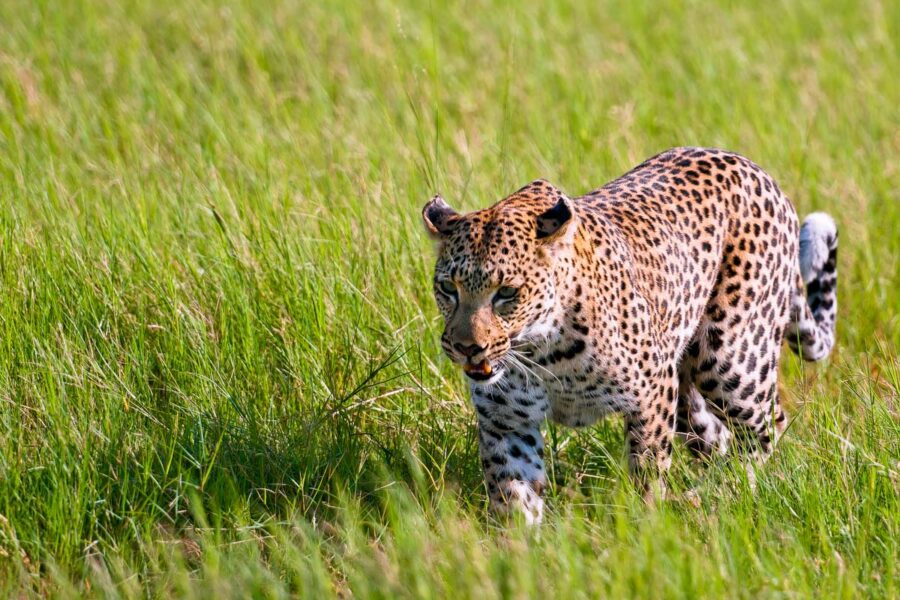 Ein Leopard im in der Kalahari gelegenen Okavango-Delta in Botswana - © Martin Larcher / Shutterstock