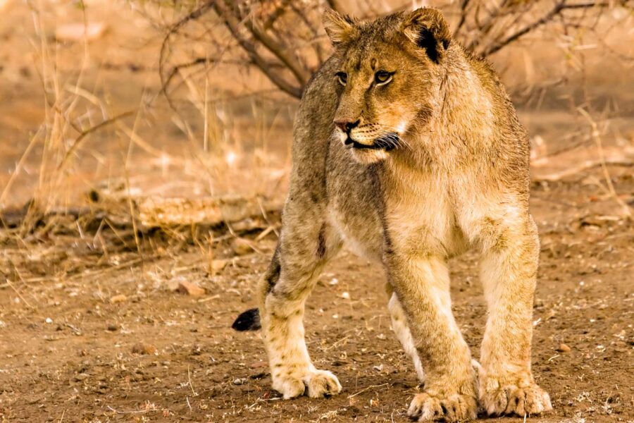 Eine Löwin im Tuli Block in Botswana  - © Stefanie van Vinden/Shutterstock