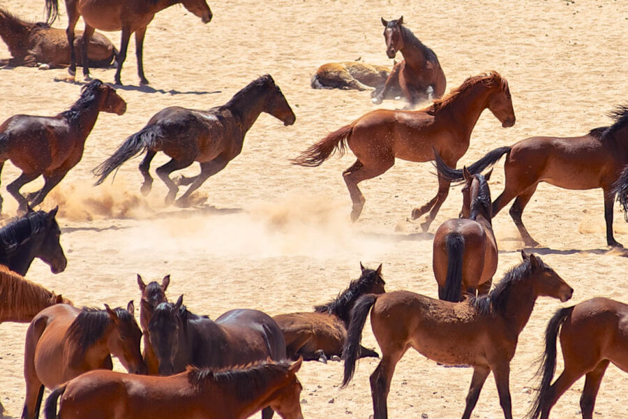 Die Herden der Wüstenpferde bestehen insgesamt aus 250 bis 300 Tieren und haben sich perfekt an das entbehrliche Leben in der Wüste angepasst, Aus, Namibia - © Hannes Vos / Shutterstock