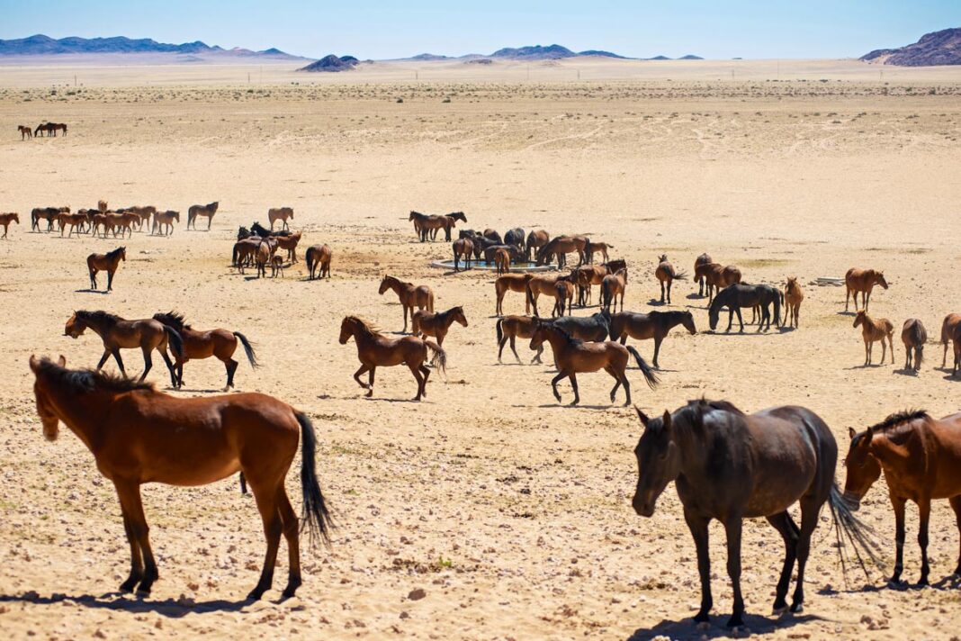 Die legendären Wüstenpferde in der Wüste Namib im Südwesten von Namibia gehören zu den letzten wild lebenden Pferden auf unserem Planeten - © Hannes Vos / Shutterstock