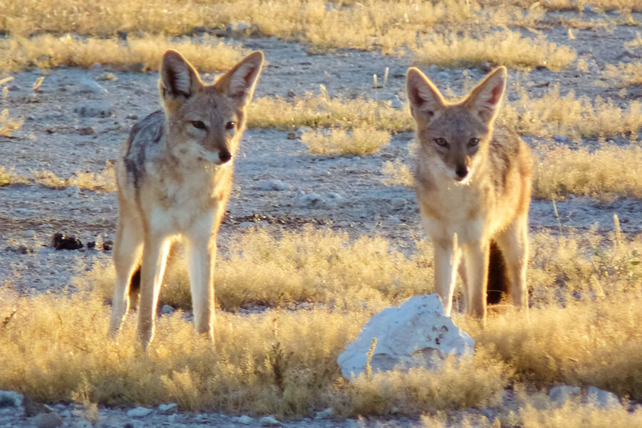 Zwei Schabrackenschakale (Canis mesomelas) nach einer anstrengenden Nacht in der Morgensonne im Etosha Nationalpark, Namibia - © FRASHO / franks-travelbox